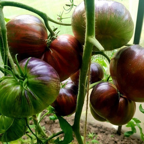 Vleestomaat 'Beefsteak of Marsha's Starfighter' / 'Marsh