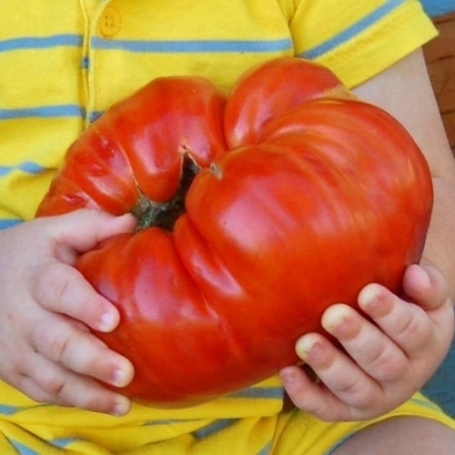 Vleestomaat 'Behemoth King' / 'Pomodoro Gigante'