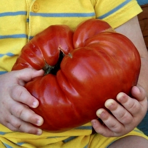 Vleestomaat 'Behemoth King' / 'Pomodoro Gigante'