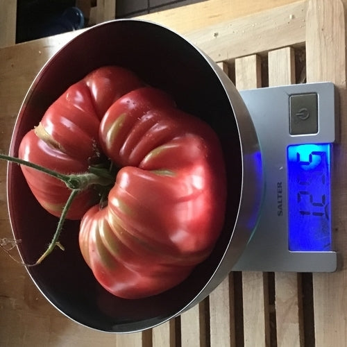 Vleestomaat 'Behemoth King' / 'Pomodoro Gigante'