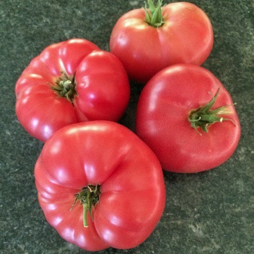 Vleestomaat 'Big Dwarf' / 'New Big Dwarf'