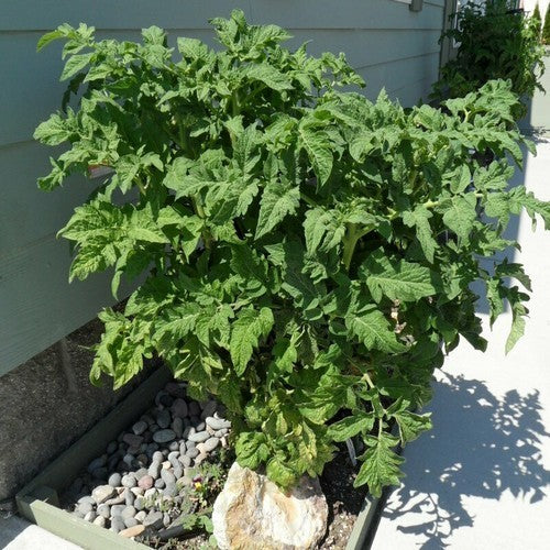 Vleestomaat 'Big Dwarf' / 'New Big Dwarf'