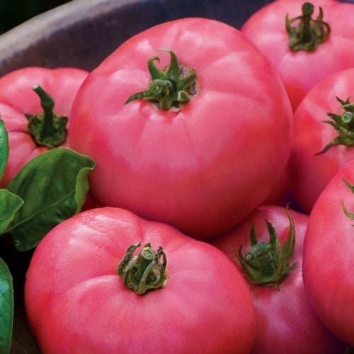 Vleestomaat 'Big Pink' F1