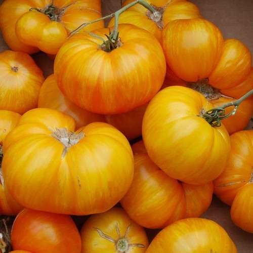 Beef Tomato 'Big Yellow Zebra'
