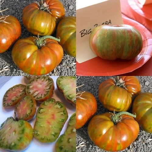Beefsteak Tomato 'Big Zebra'
