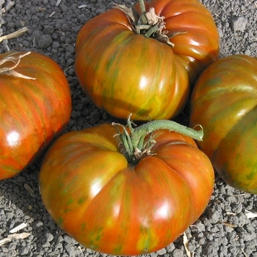 Beefsteak Tomato 'Big Zebra'