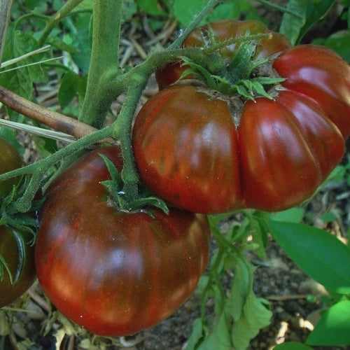Beefsteak Tomato 'Black Aisberg'