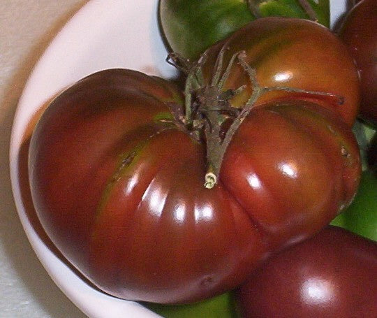 Beef tomato 'Black From Tula' / 'spudatula Black'