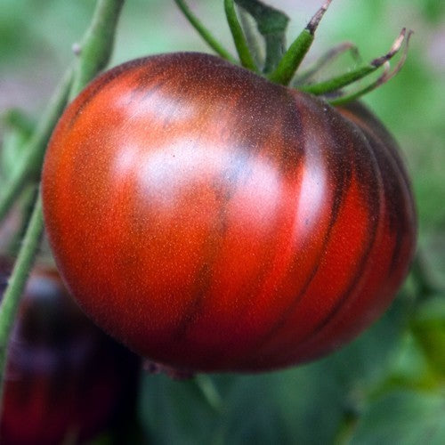 Beefsteak Tomato 'Black Seaman'