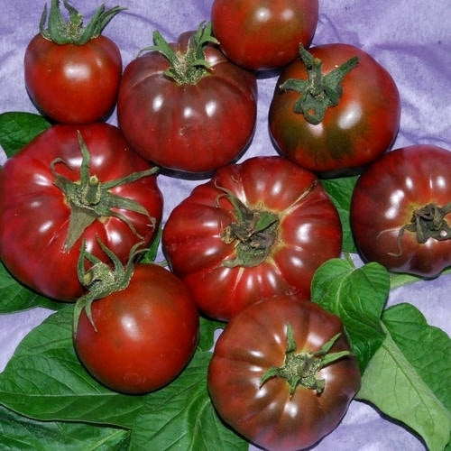 Vleestomaat 'Blue Fruit'