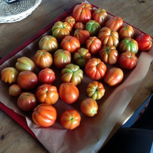 Beef Tomato 'Borsalina' F1 / 'Corazon' F1