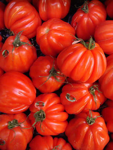 Beef Tomato 'Borsalina' F1 / 'Corazon' F1