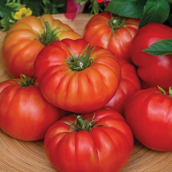 Vleestomaat 'Bountiful' F1