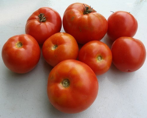 Beefsteak tomato 'Boyarsky' / 'Boyarski'