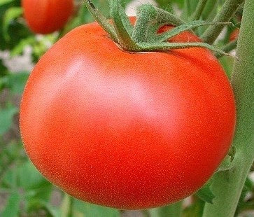 Beefsteak tomato 'Boyarsky' / 'Boyarski'
