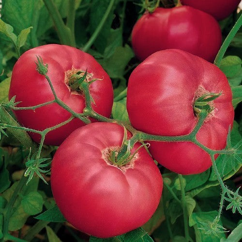Vleestomaat 'Brandy Boy' F1
