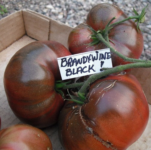 Vleestomaat 'Brandywine Black' / 'True Black Brandywine'