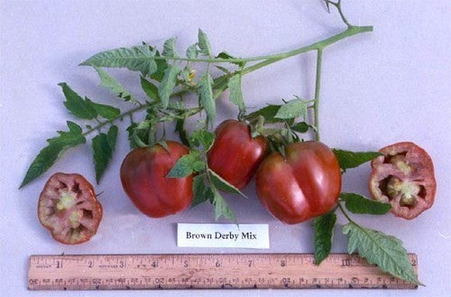 Vultomaat 'Brown Derby Mix'
