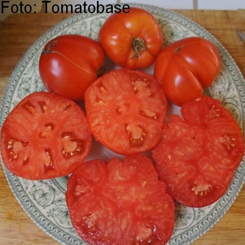 Vleestomaat 'Bychij Lob' / 'Bicij Lob'