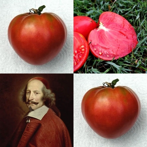 Vleestomaat 'Cardinal Mazarini' / 'Mazarini'