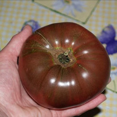 Vleestomaat 'Cherokee Chocolate'