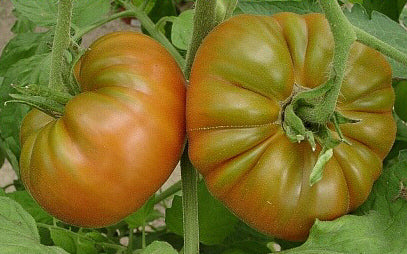 Vleestomaat 'Cherokee Chocolate'