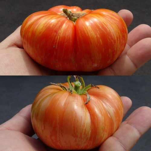 Vleestomaat 'Cherokee Tiger Red Large'