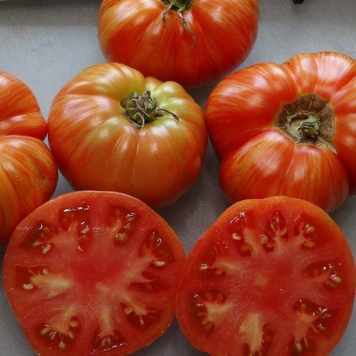Vleestomaat 'Cherokee Tiger Red Large'