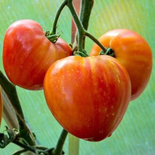 Beefsteak Tomato 'Coeur de Boeuf Bicolor' / 'striped Oxheart'