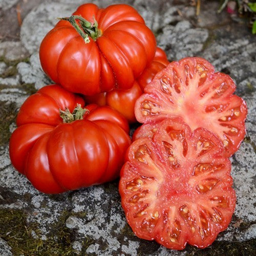 Beefsteak Tomato 'Costoluto Fiorentino'