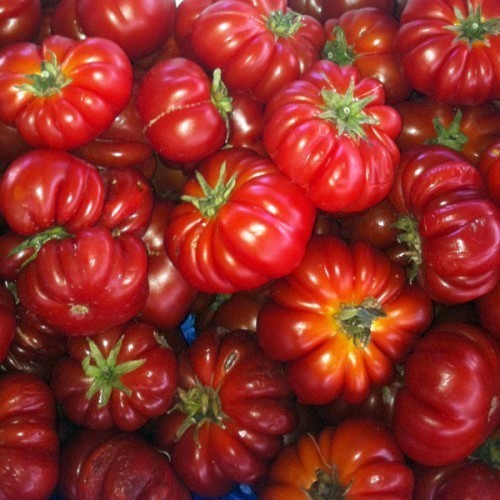 Beefsteak Tomato 'Costoluto Fiorentino'