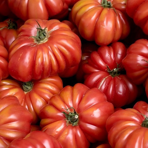 Vleestomaat 'Costoluto Genovese'