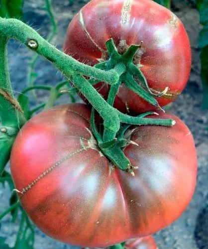 Beefsteak tomato 'Dana's Dusky Rose'