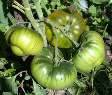Beefsteak tomato 'Emerald Apple' / 'Izumrudnoje' / 'Lime Green'