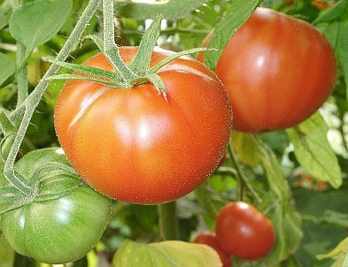 Beefsteak tomato 'Erika d'Australie' / 'Röd Platt'