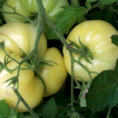 Beefsteak tomato 'Fantome Du Laos' / 'Phantom of Laos'