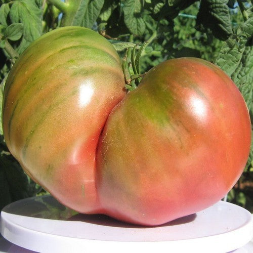 Beef tomato 'First Mate'