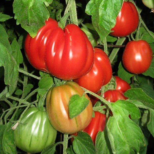 Vleestomaat 'Forma di Pera' / 'Red Pear Italian'