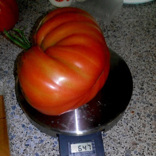 Vleestomaat 'Forma di Pera' / 'Red Pear Italian'