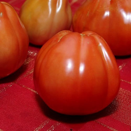 Vleestomaat 'Forma di Pera' / 'Red Pear Italian'