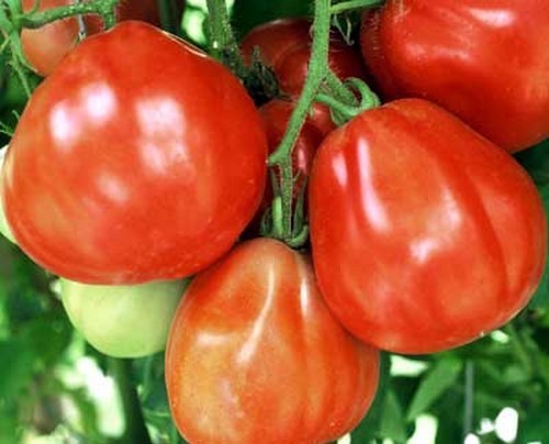 Vleestomaat 'Forma di Pera' / 'Red Pear Italian'