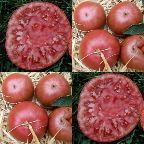 Beefsteak tomato 'Géante d' Orembourg' / 'Géante d'Orenbourg'