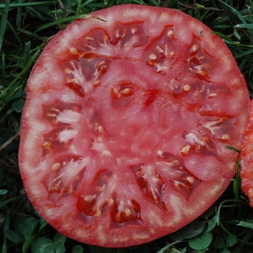 Beefsteak tomato 'Géante d' Orembourg' / 'Géante d'Orenbourg'