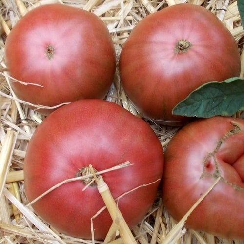 Beefsteak tomato 'Géante d' Orembourg' / 'Géante d'Orenbourg'
