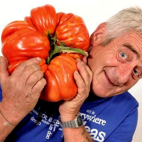 Beefsteak tomato 'Gigante Pomodoro XXL'