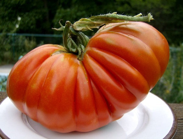 Beefsteak tomato 'Gigante Pomodoro XXL'