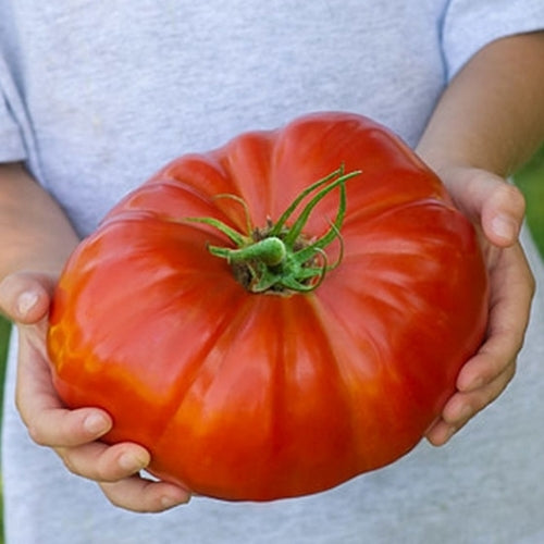 Beefsteak tomato 'Gigantomo' F1