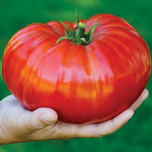 Beefsteak tomato 'Gigantomo' F1