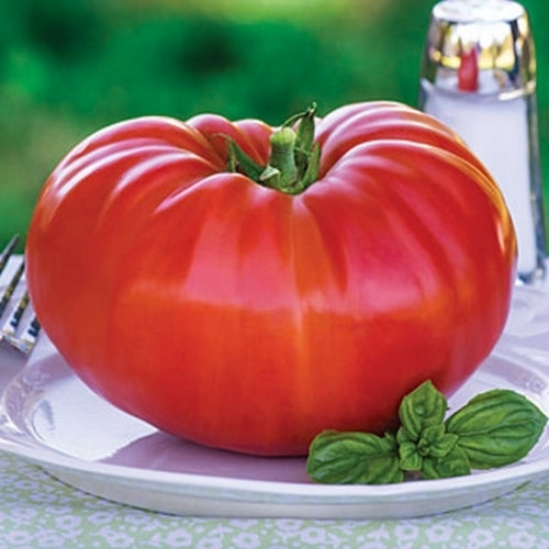 Beefsteak tomato 'Gigantomo' F1