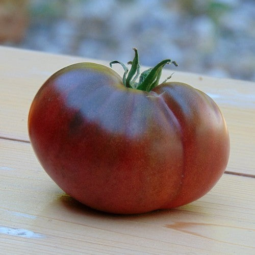 Beefsteak tomato 'Giant Fiolet'